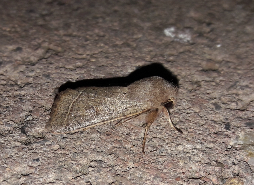 Orthosia cerasi - közepes barkabagoly
