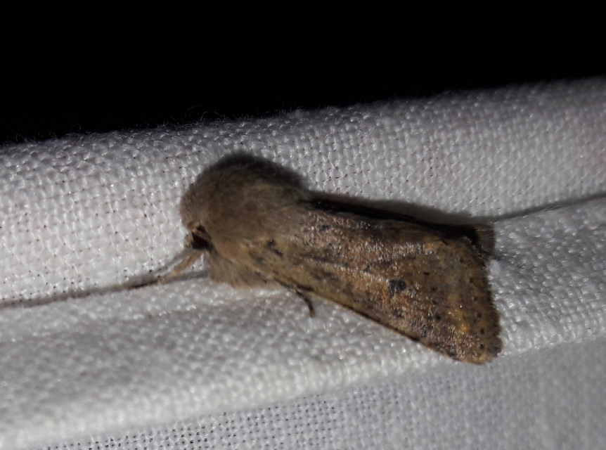 Orthosia cruda - kis barkabagoly