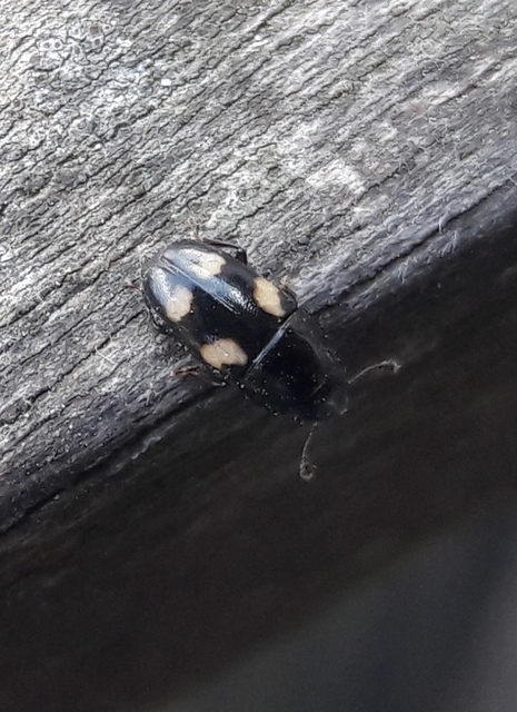 Glischrochilus quadrisignatus - amerikai fénybogár Glischrochilus quadrisignatus - amerikai fénybogár