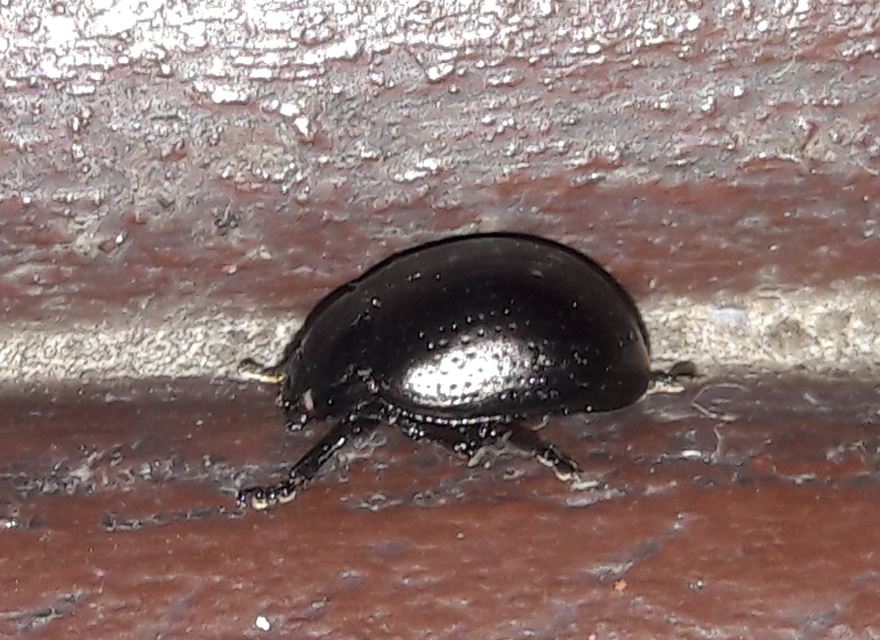 Chrysolina oricalcia - bronzos levélbogár