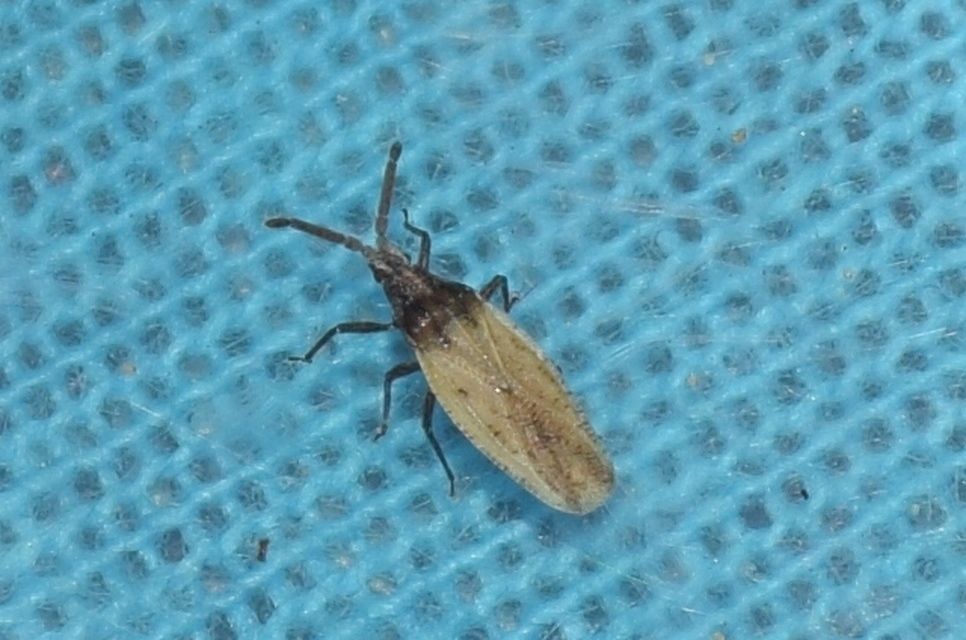 Catoplatus nigriceps
