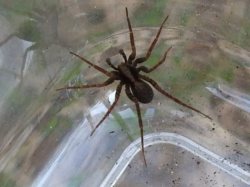 Pardosa alacris/lugubris