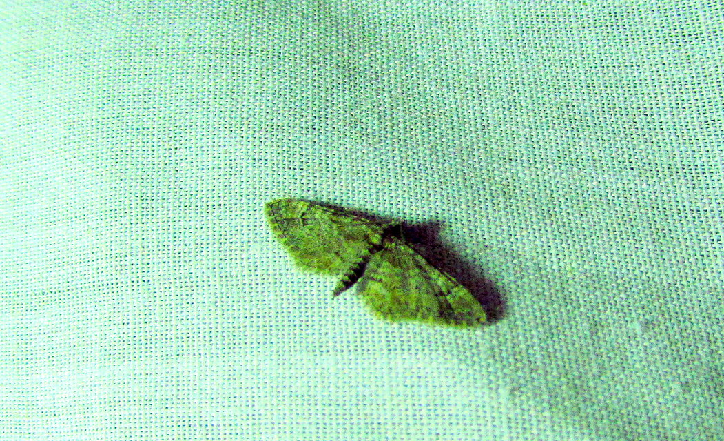 Gymnoscelis rufifasciata - vöröscsíkos törpearaszoló