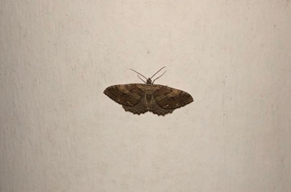Triphosa dubitata - kutyabenge-araszoló