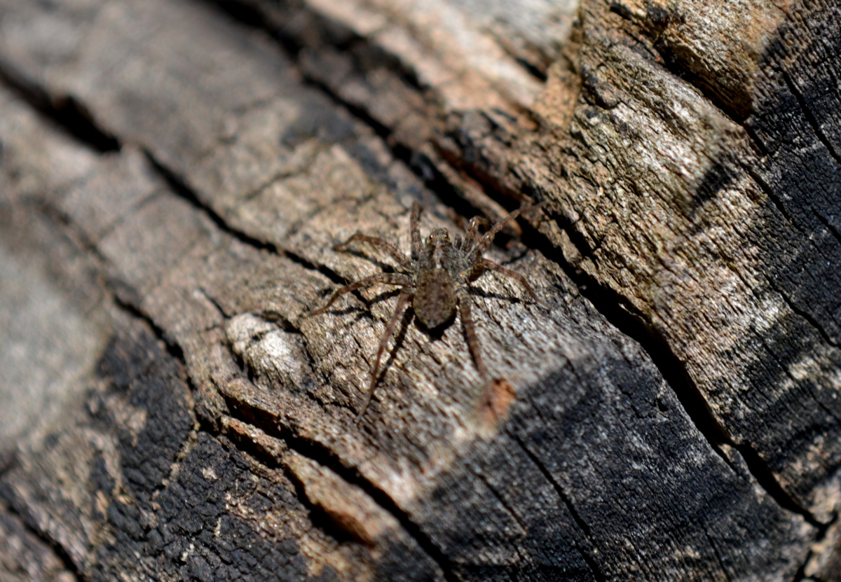 Pardosa hortensis