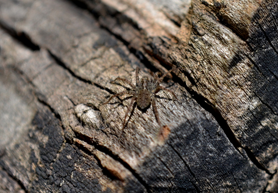 Pardosa hortensis