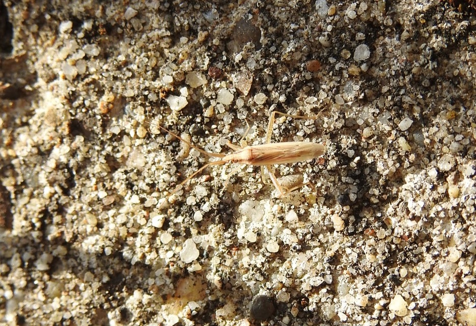 Stenodema
