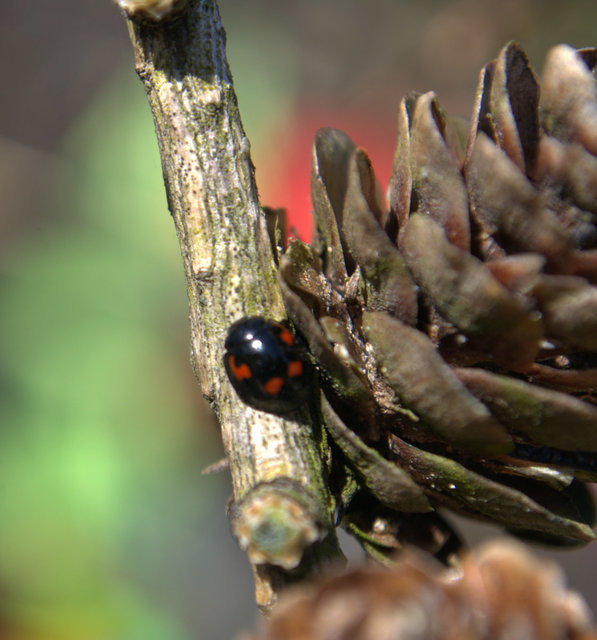 Exochomus quadripustulatus - négyfoltos szerecsenkata