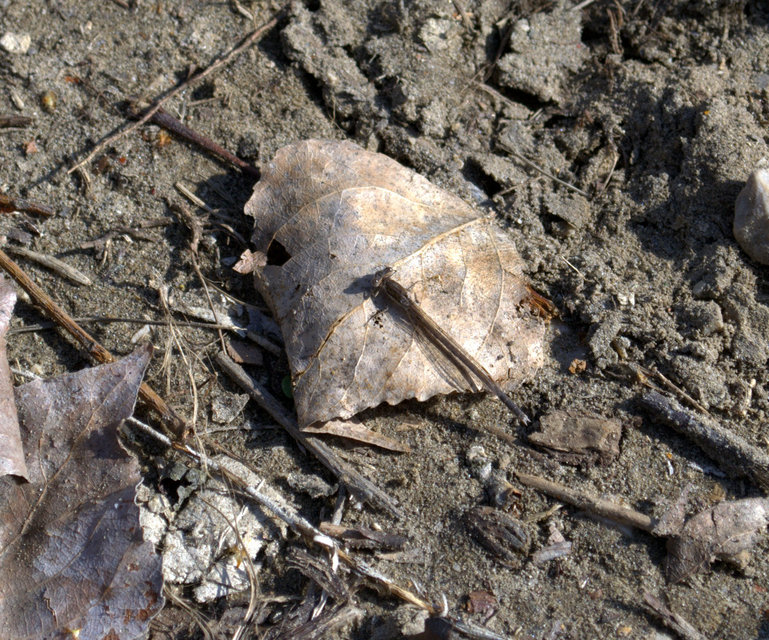 Sympecma fusca - téli rablószitakötő