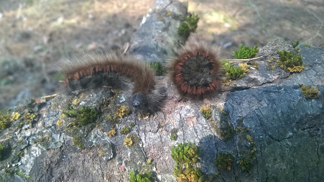 Macrothylacia rubi - málnaszövő