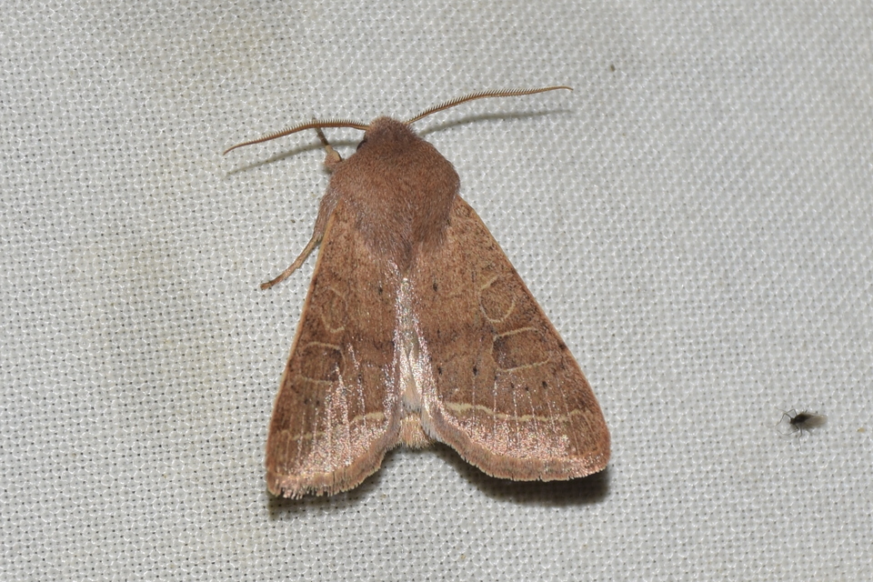 Orthosia cerasi - közepes barkabagoly