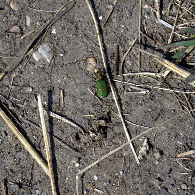 Cicindela campestris - mezei homokfutrinka