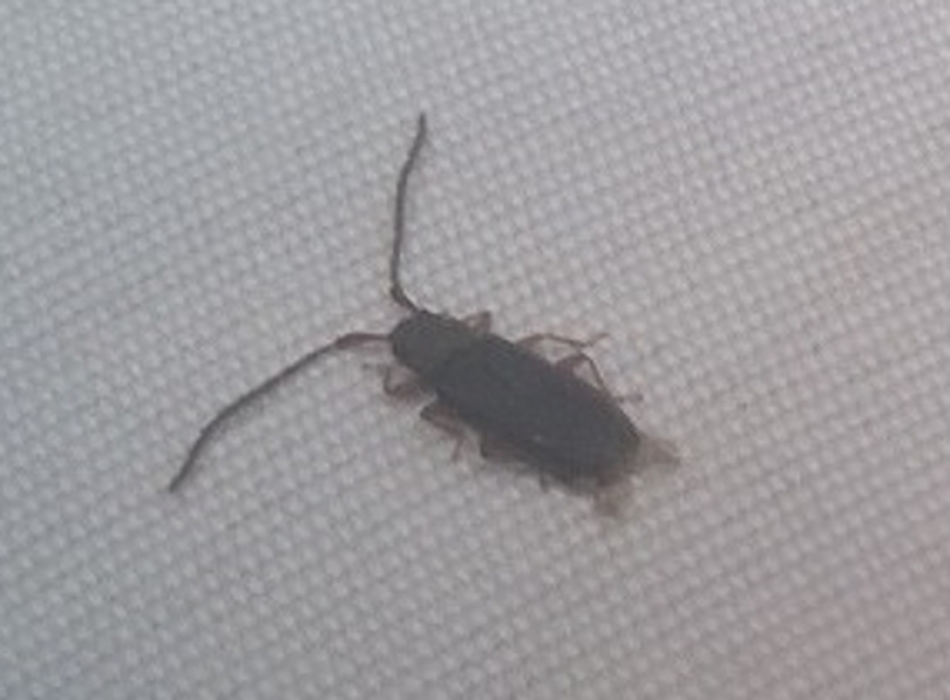 Uleiota planatus - hosszúcsápú fogasnyakú-lapbogár