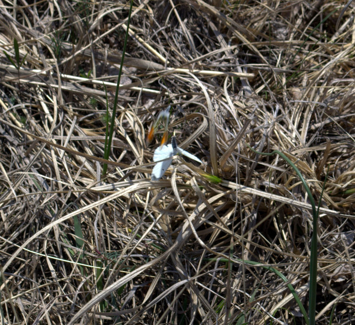Anthocharis cardamines - hajnalpírlepke