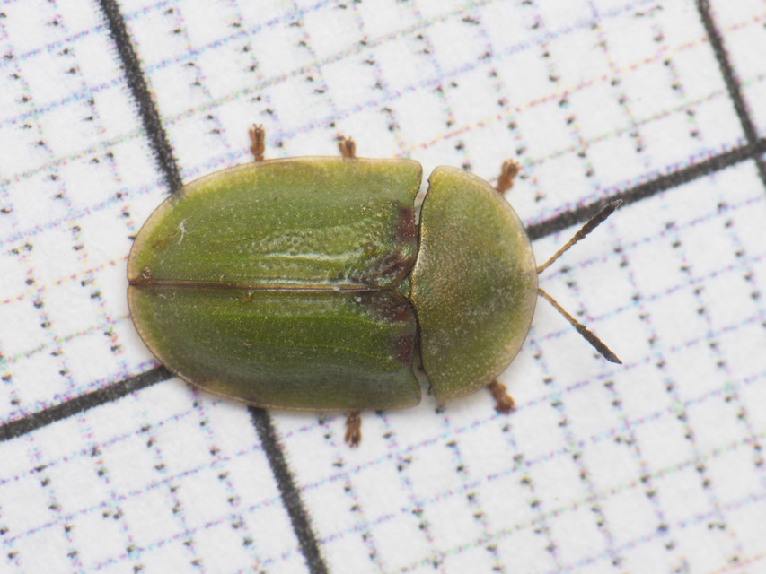 Cassida Cassida