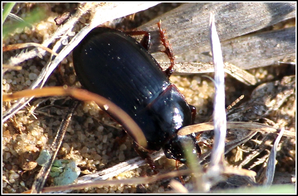 Harpalus servus - homoki lomhafutó