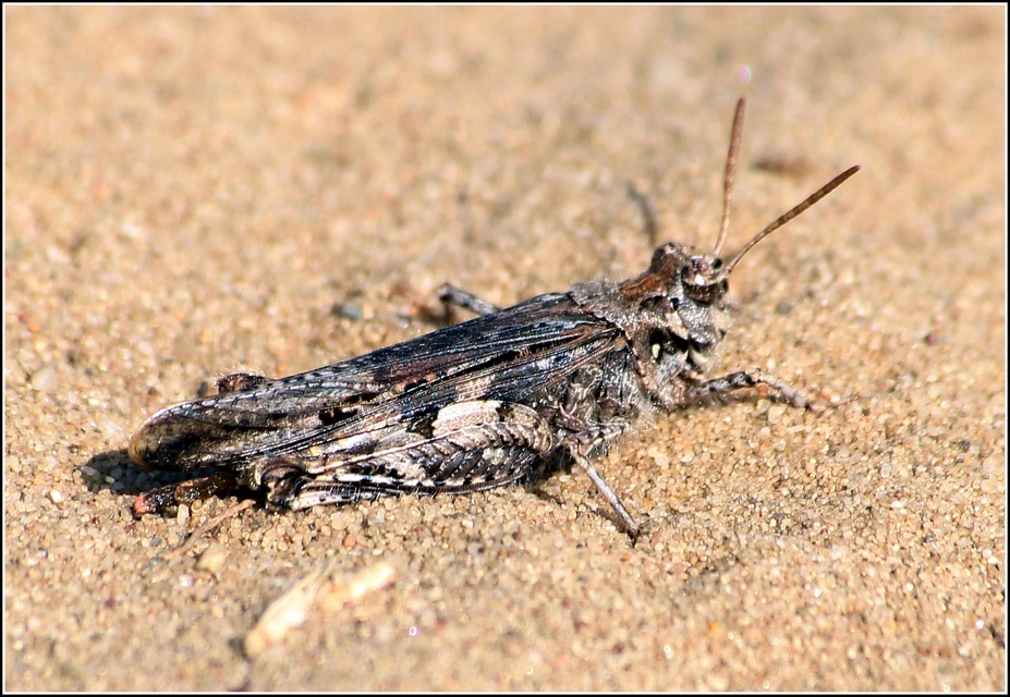Acrotylus insubricus - önbeásósáska
