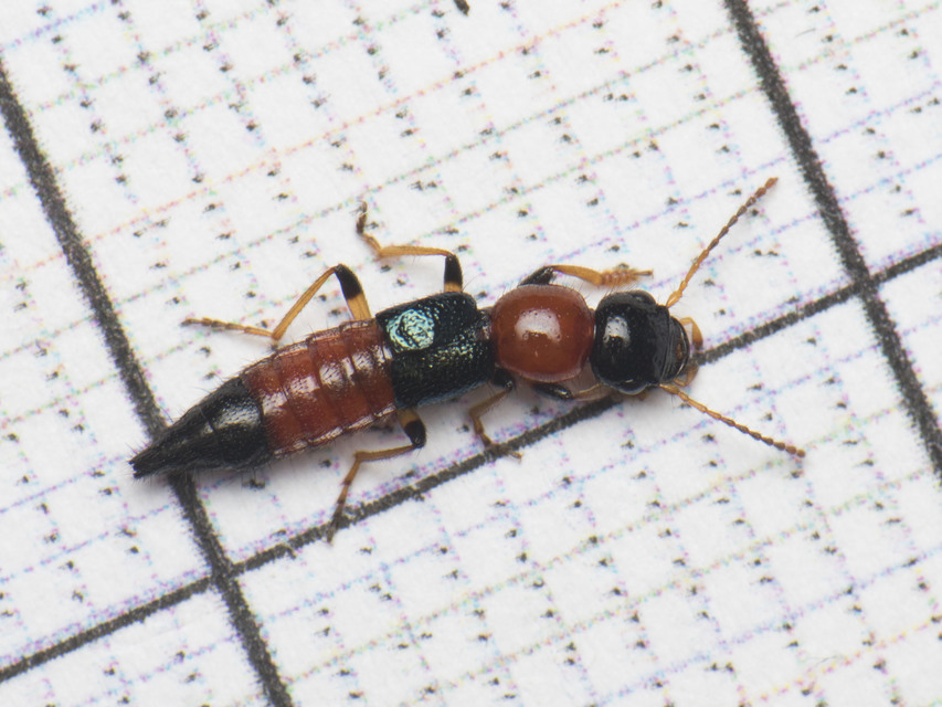 Paederus littoralis - réti partiholyva