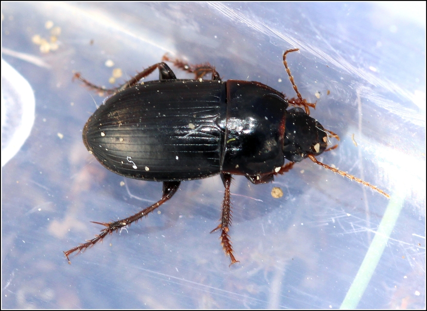 Harpalus servus - homoki lomhafutó
