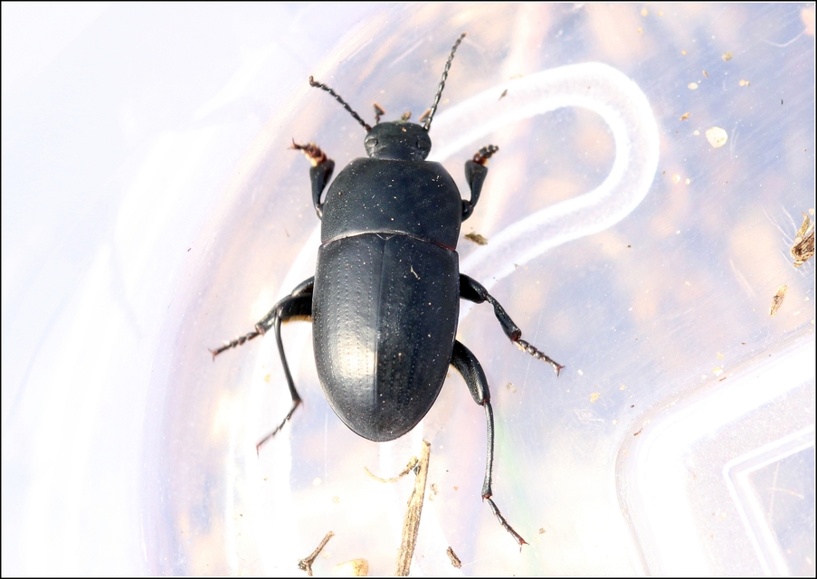 Pedinus femoralis - gyökérrágó gyászbogár