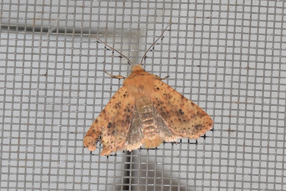 Conistra rubiginea - vörös őszibagoly