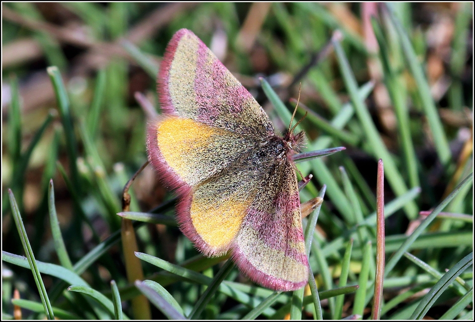 Lythria cruentaria - bíborcsíkos araszoló
