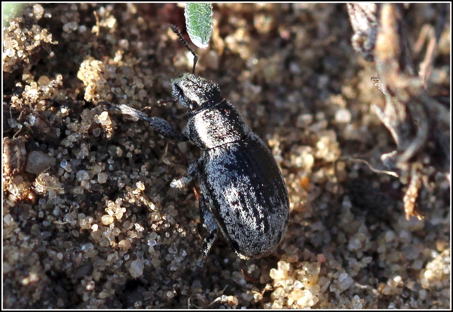 Strophosoma faber - homoki mesterormányos