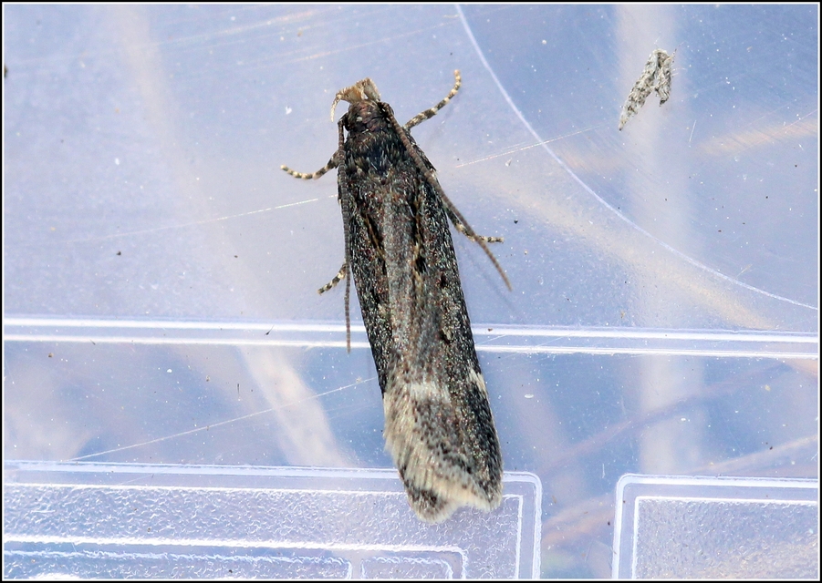Gelechiidae - sarlósajkú-molylepkefélék