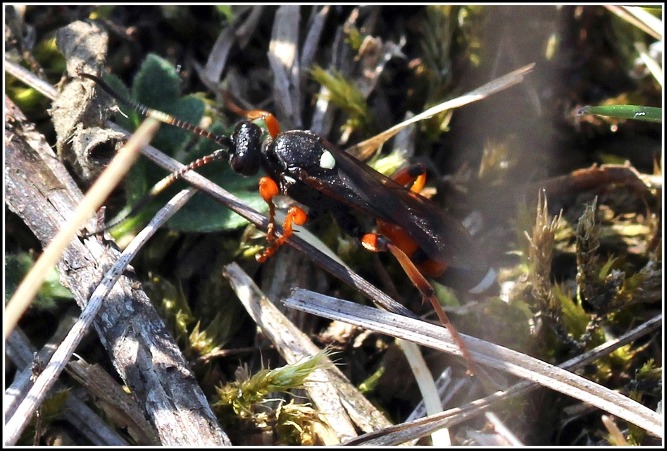 Ichneumoninae