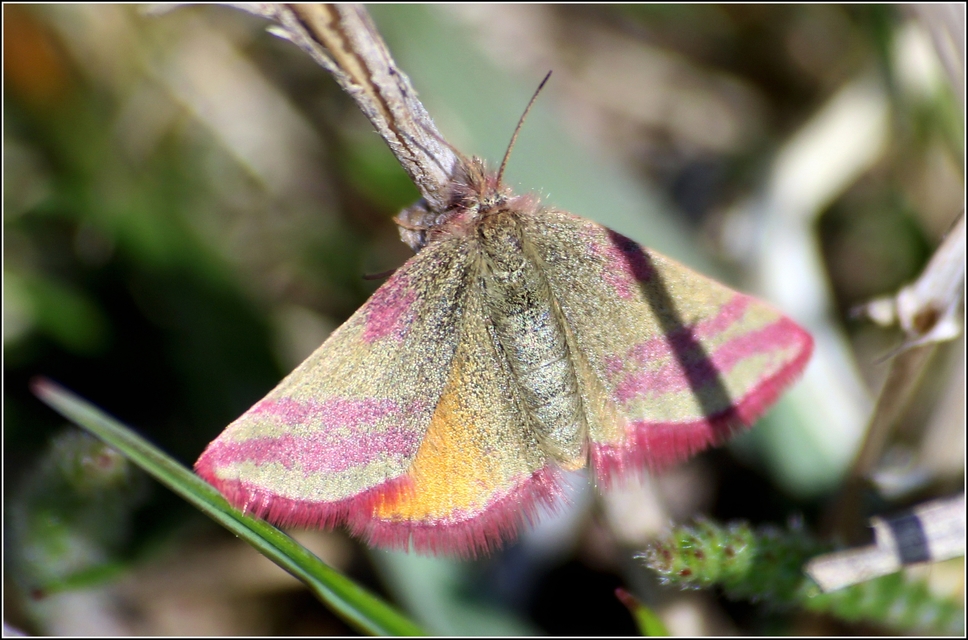 Lythria cruentaria - bíborcsíkos araszoló