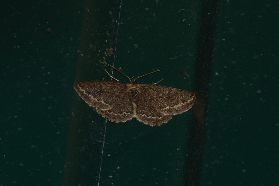 Ectropis crepuscularia - avararaszoló
