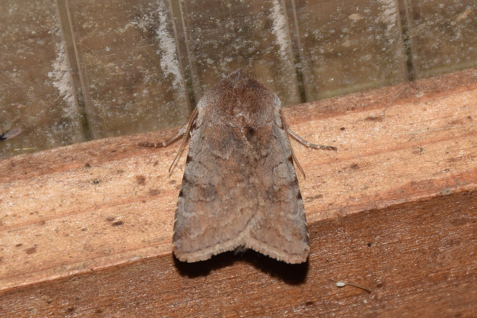 Cerastis rubricosa - vörhenyes tavaszibagoly