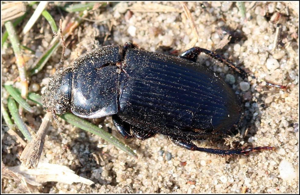 Harpalus hirtipes - sarkantyús lomhafutó
