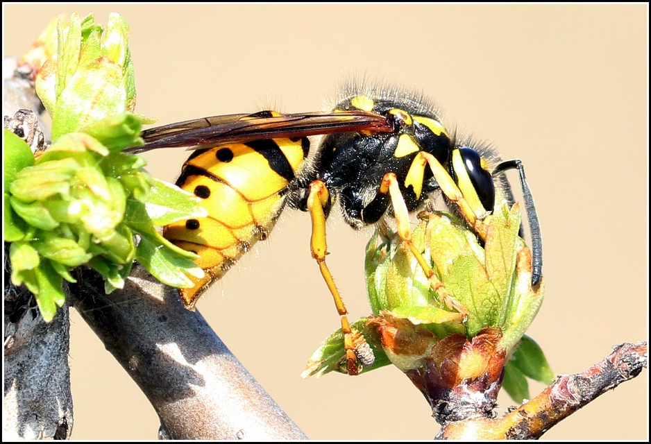 Vespula germanica - német darázs