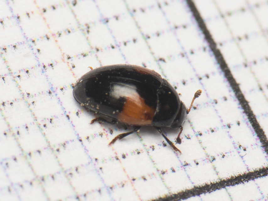 Tritoma bipustulata - feketenyakú tarbogár