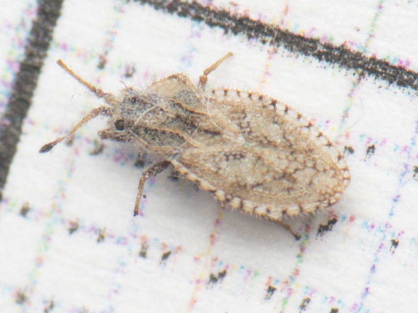 Lasiacantha capucina - pillás csipkéspoloska Lasiacantha capucina - pillás csipkéspoloska