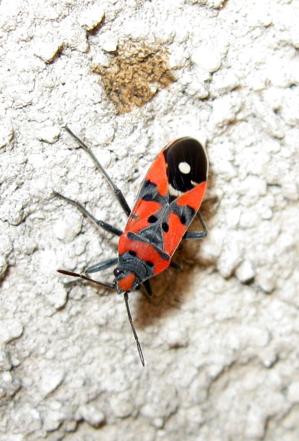 Lygaeus equestris - közönséges lovagbodobács