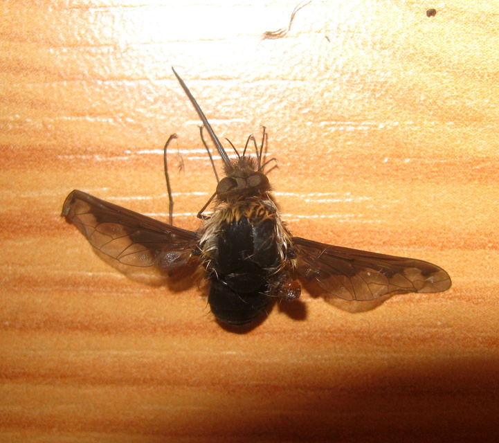 Bombylius major - szegélyes pöszörlégy