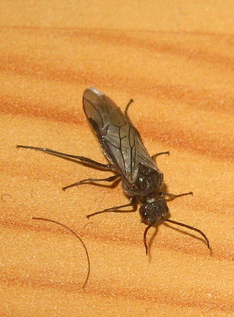Tenthredinidae - valódi levéldarazsak