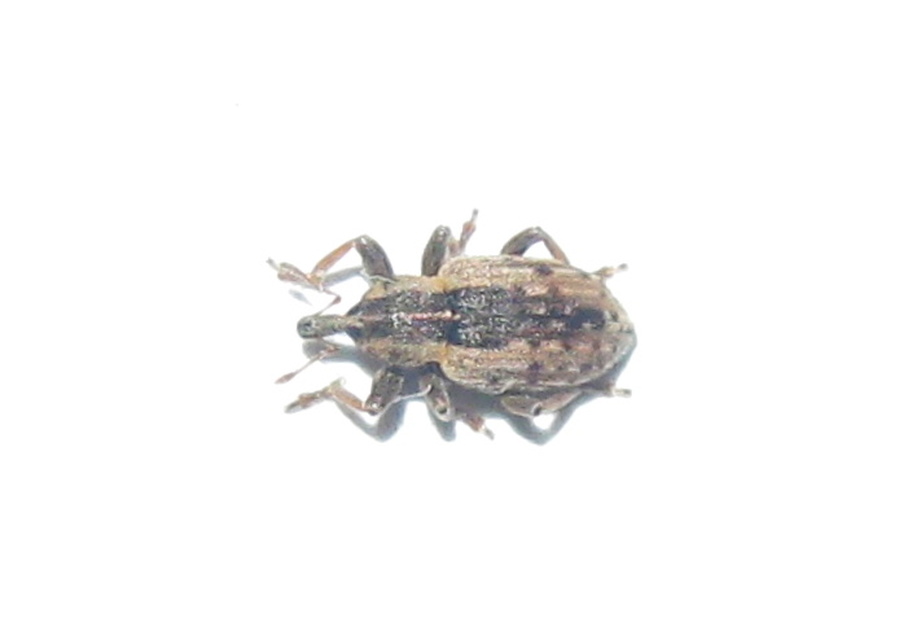 Hypera postica - lucerna-pikkelyesormányos