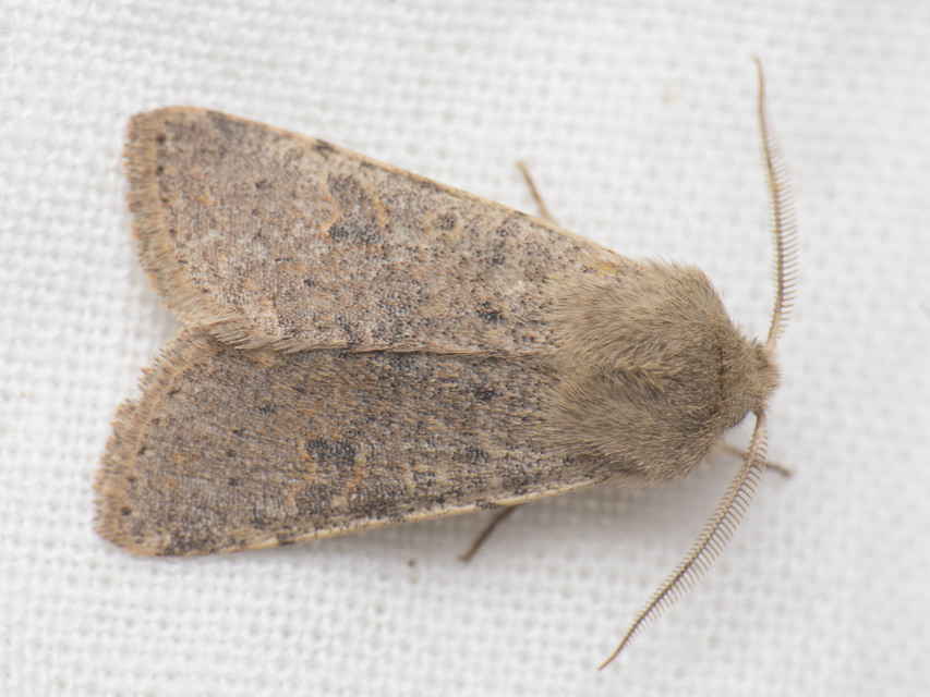 Orthosia cruda - kis barkabagoly