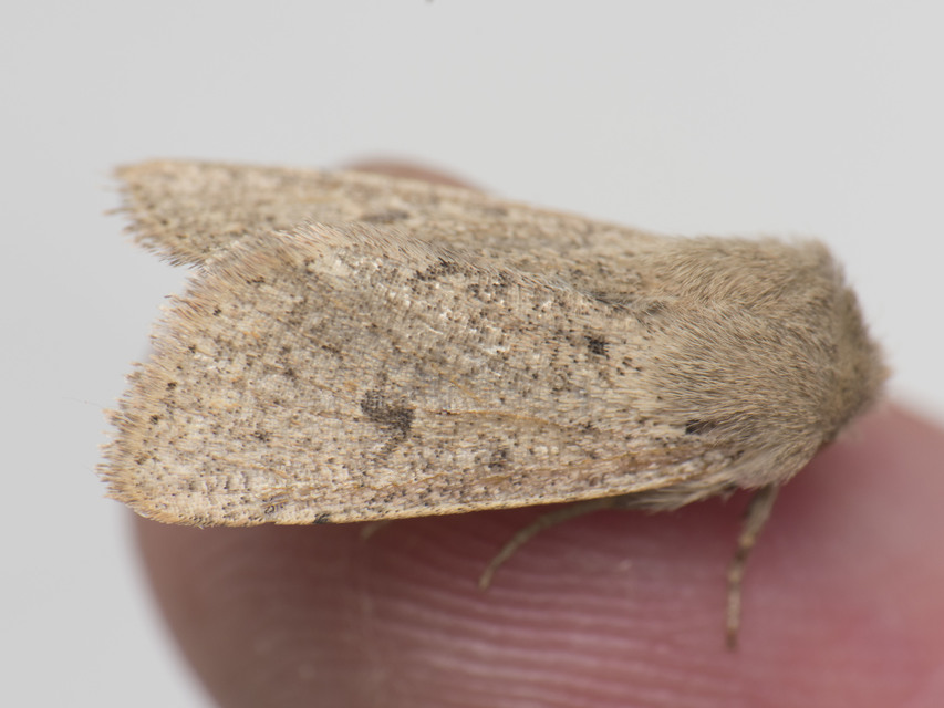Orthosia cruda - kis barkabagoly