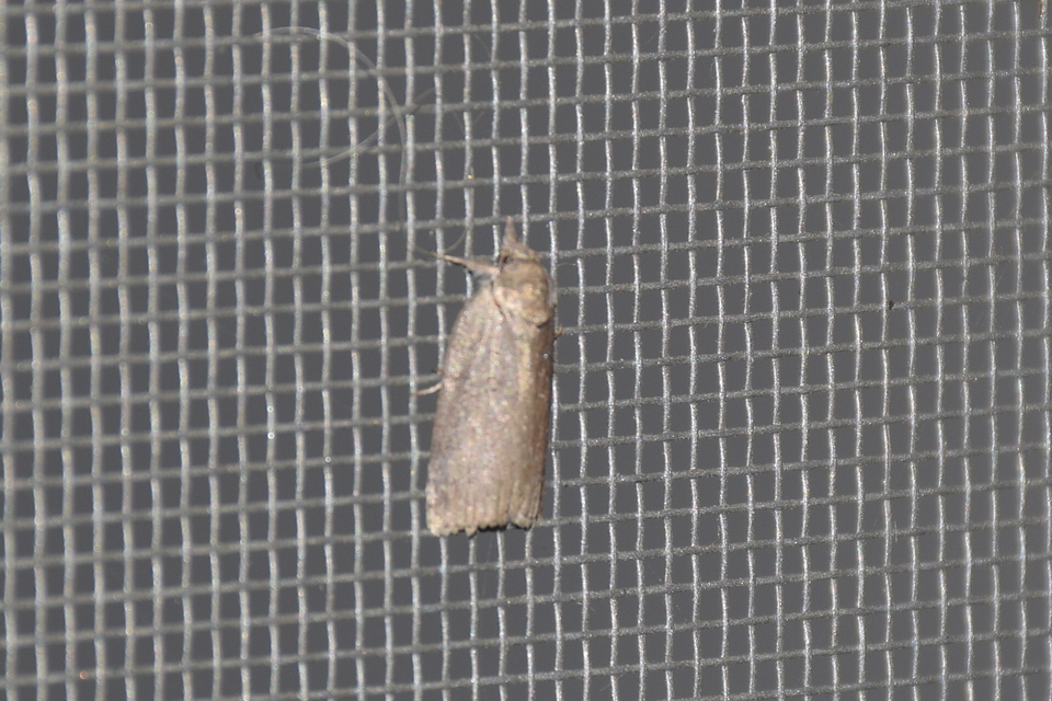 Nycteola asiatica - nyárfa-trapézbagoly