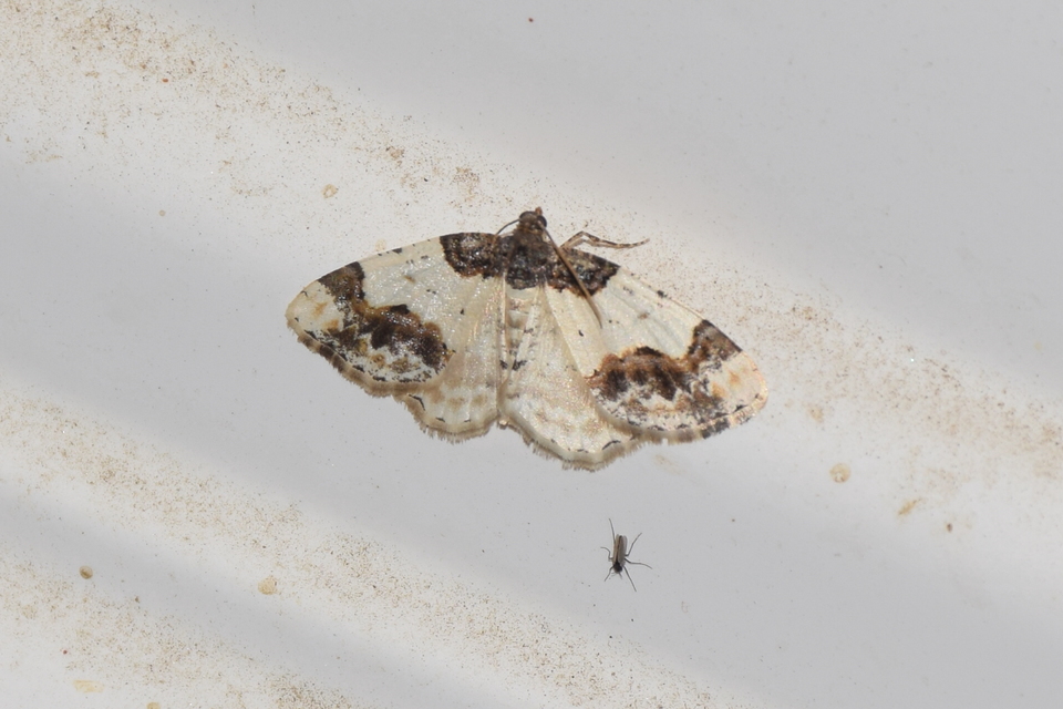 Ligdia adustata - barna levélaraszoló