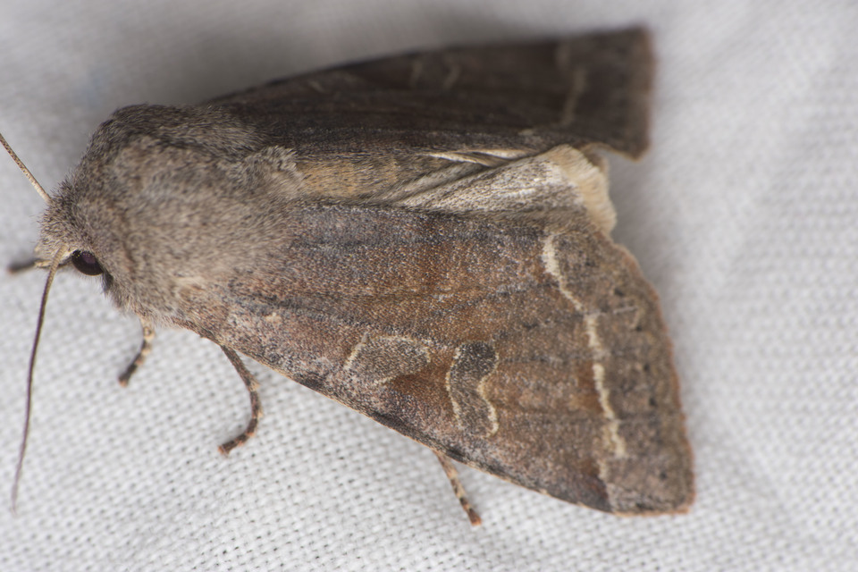 Orthosia incerta - változékony barkabagoly