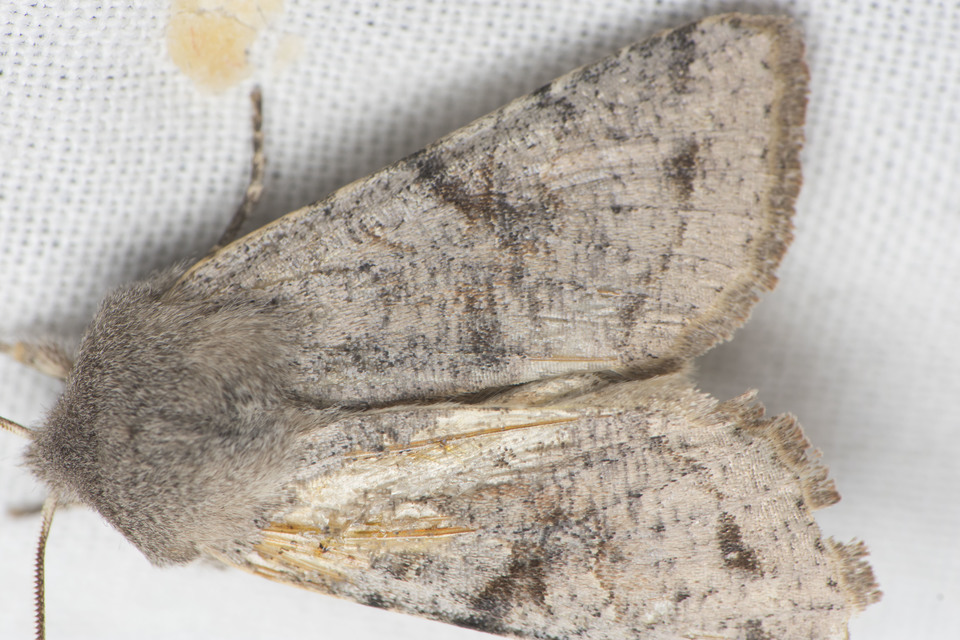 Orthosia incerta - változékony barkabagoly