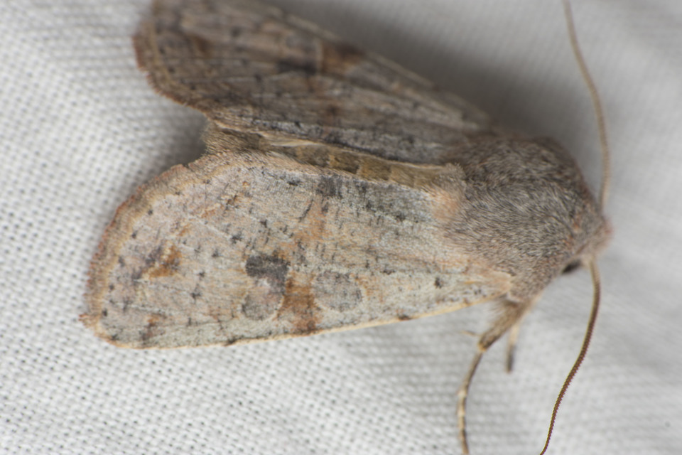 Orthosia incerta - változékony barkabagoly