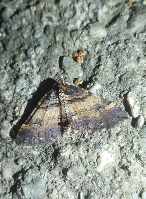 Earophila badiata - csipkerózsa-araszoló