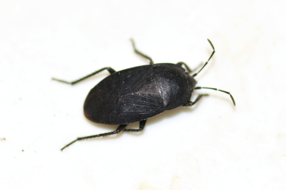 Aellopus atratus - cigánybodobács