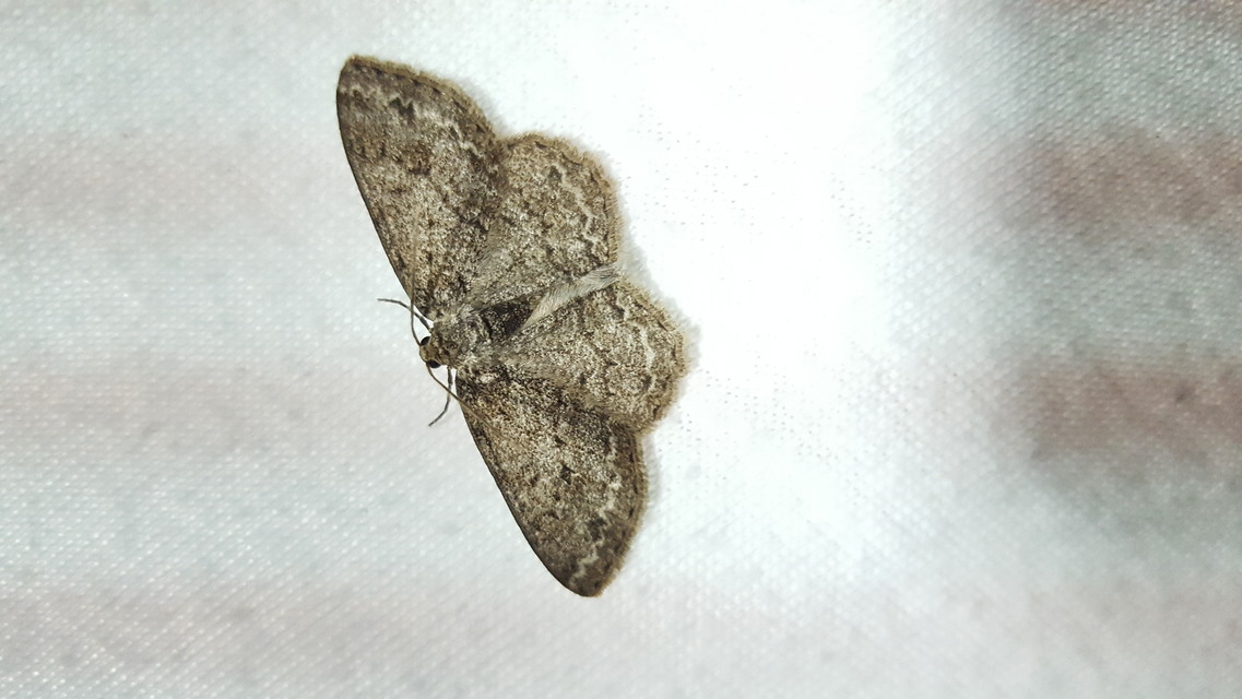 Ectropis crepuscularia - avararaszoló